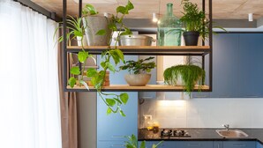 Een keuken met blauwe kastjes, een zwart aanrecht en verschillende potplanten op planken.