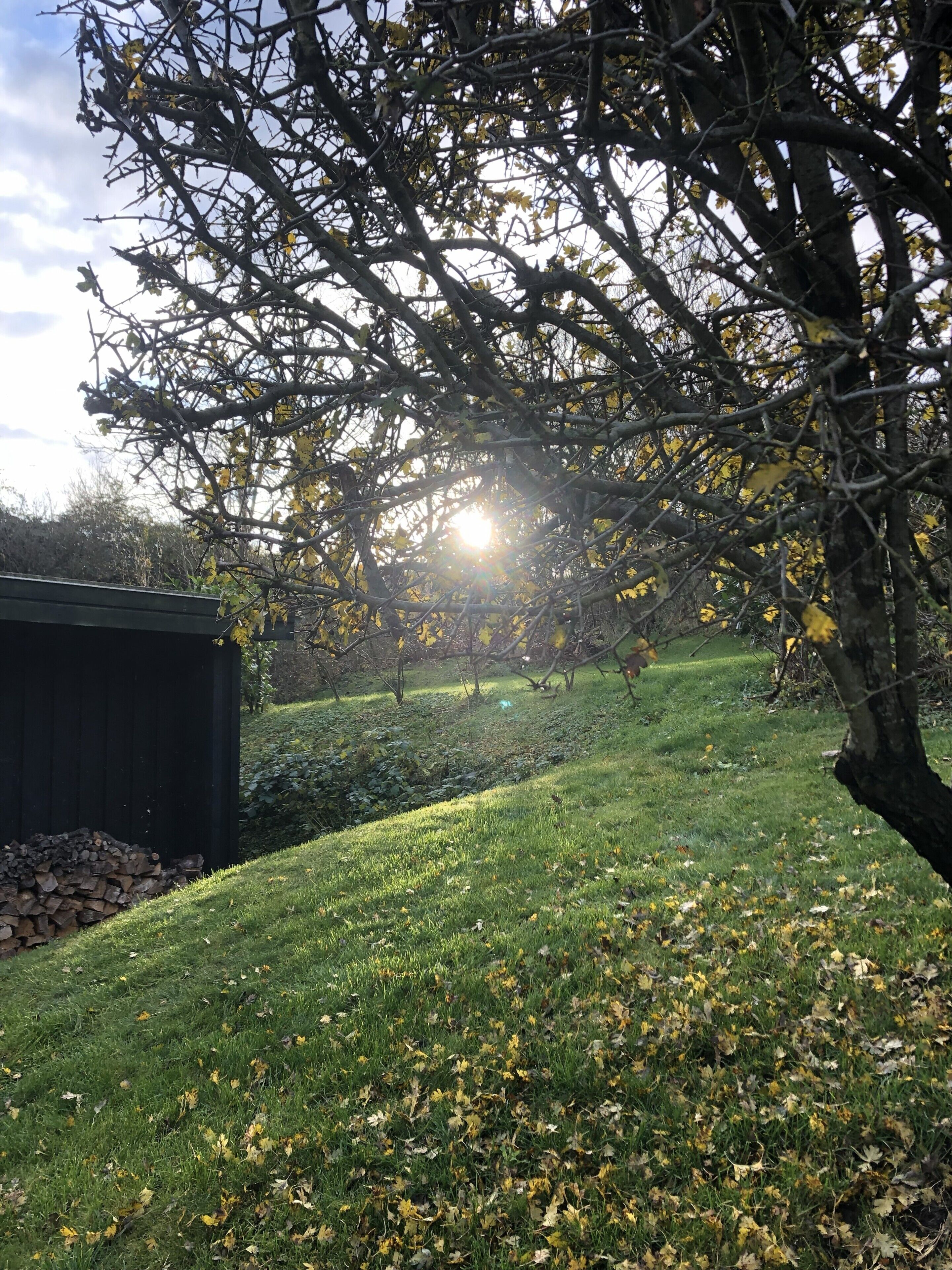 A grassy area with a tree and a shed.
