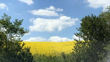 Un campo de flores amarillas bajo un cielo azul despejado con nubes dispersas.