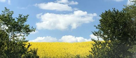 Un campo de flores amarillas bajo un cielo azul despejado con nubes dispersas.