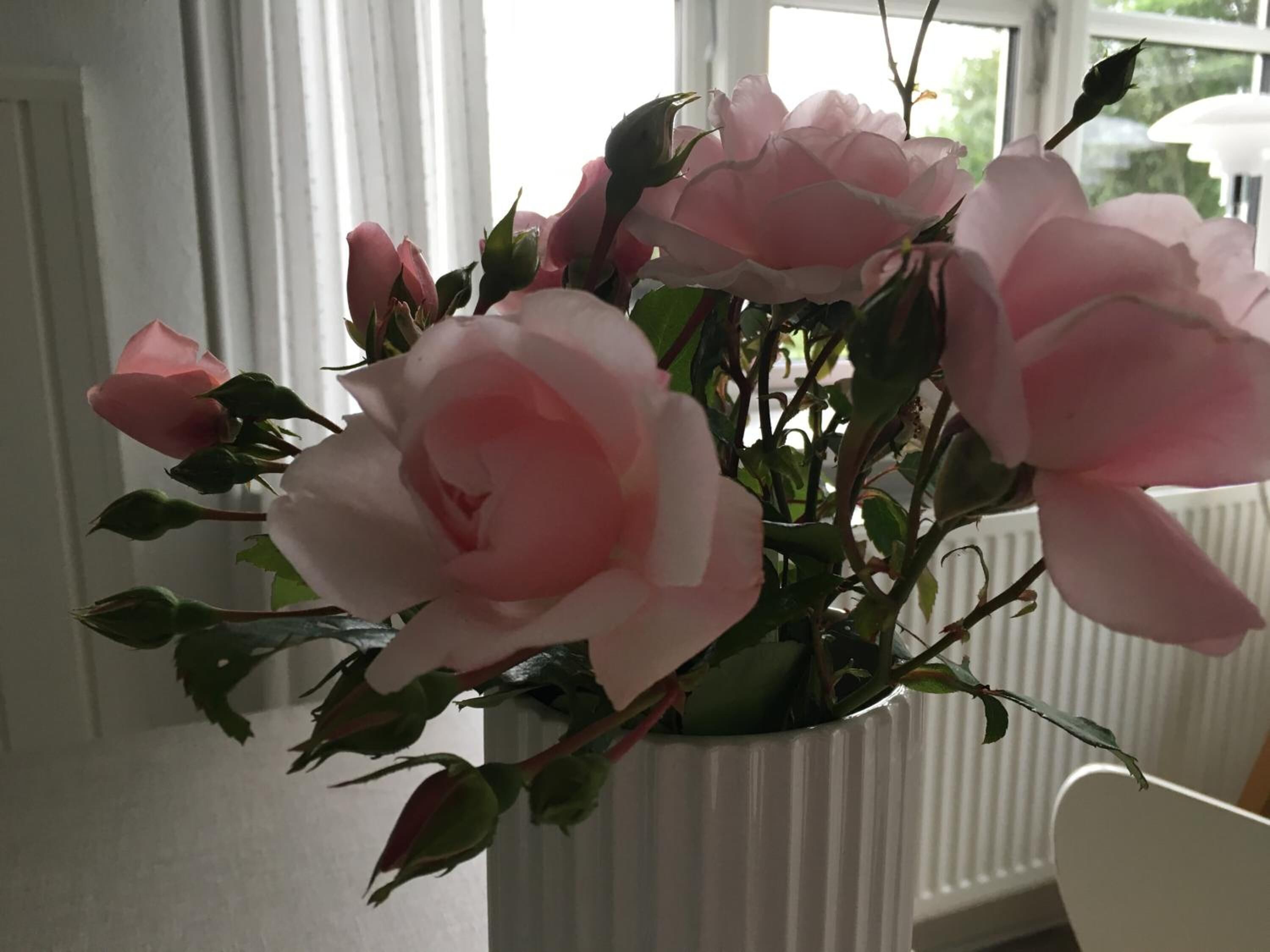 Un bouquet di rose rosa in un vaso bianco su un davanzale.