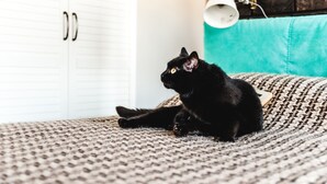 A black cat sitting on a patterned rug in a room with a white wardrobe and a teal accent wall. - MalinaApt Mushka (Kyiv)