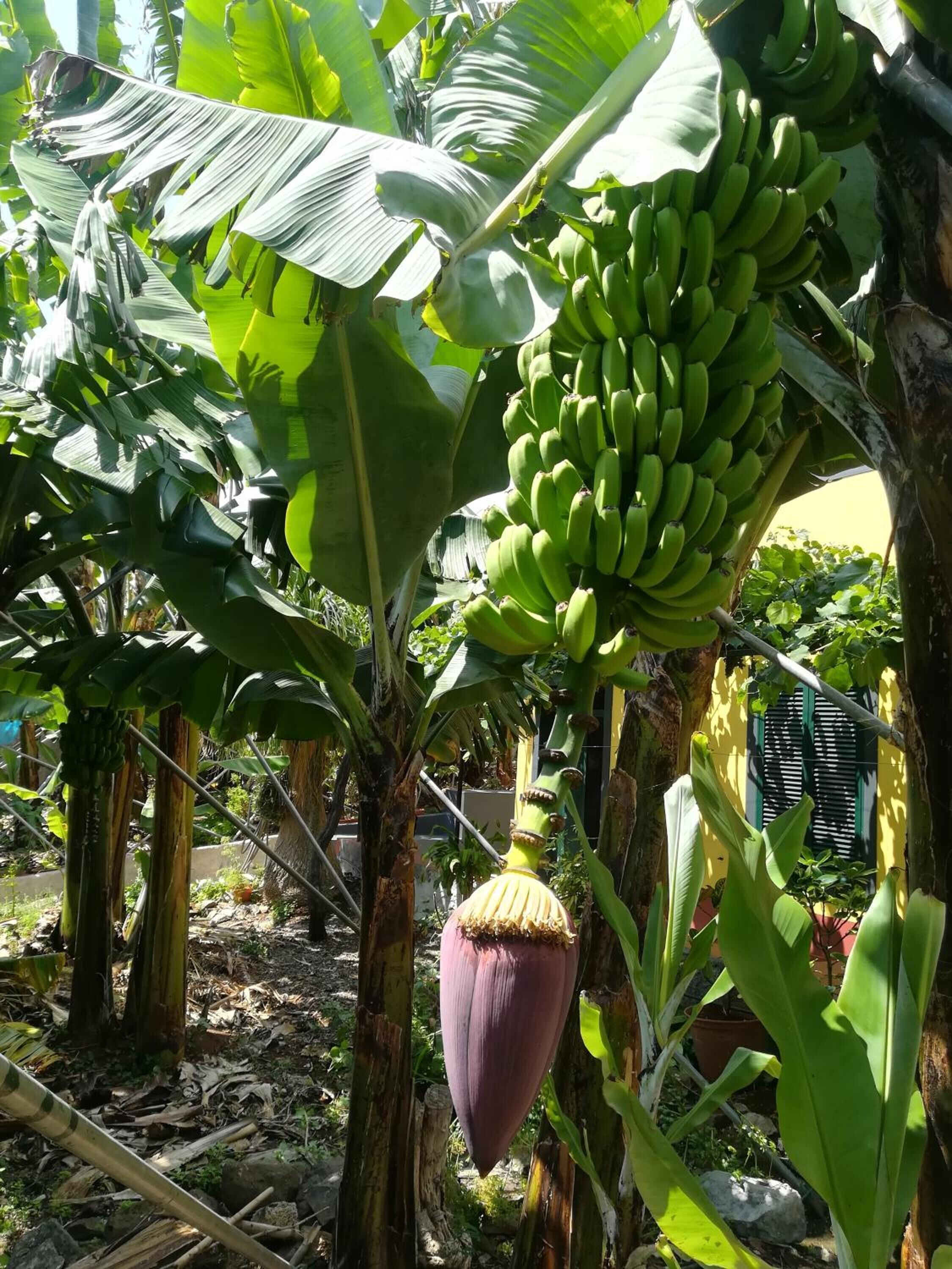 Área da propriedade