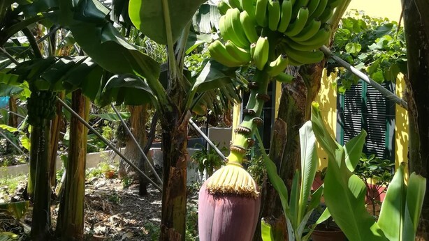A banana tree with a large bunch of green bananas and a prominent banana flower hanging from it. - Casa da Avó Celina (Funchal)