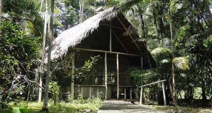 Die schönen Heliconias Naturreservate
