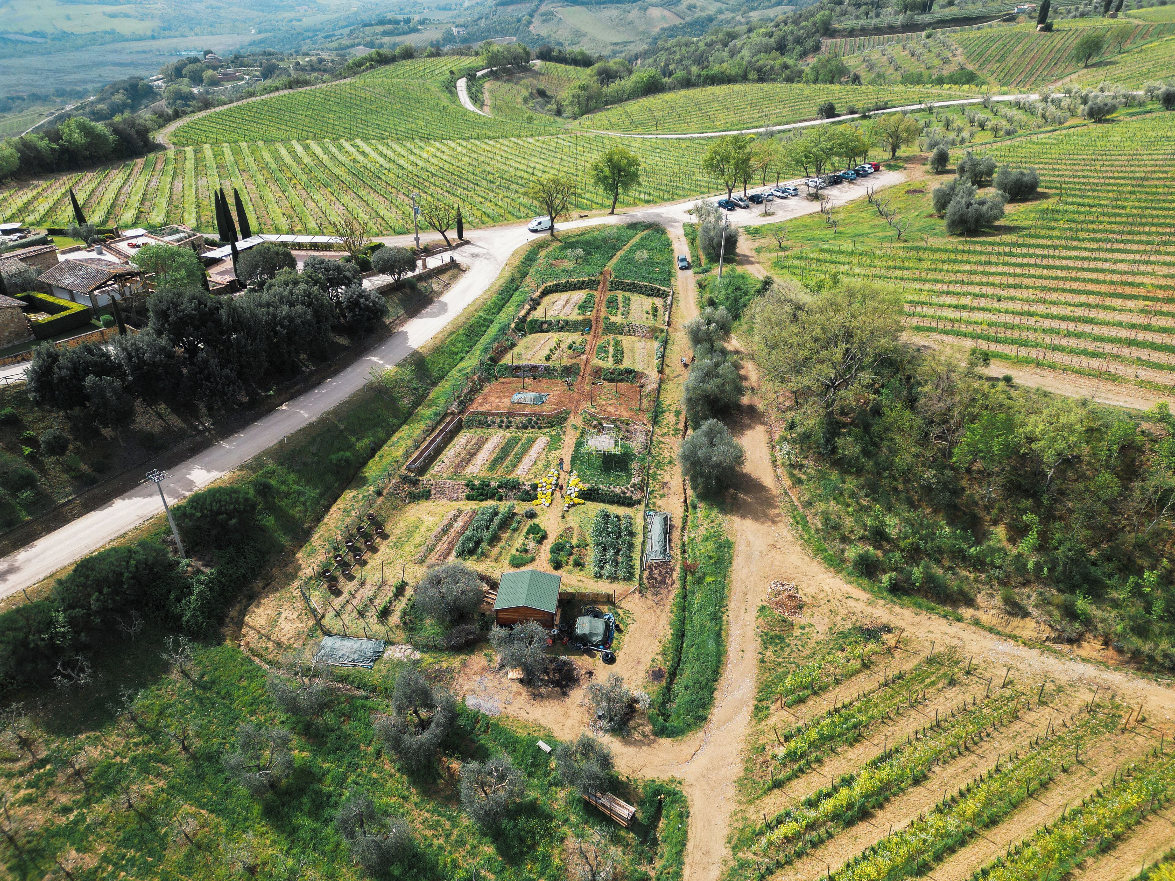 Vue aérienne d’un vignoble avec des rangées de vignes, un chemin de terre et un petit bâtiment.