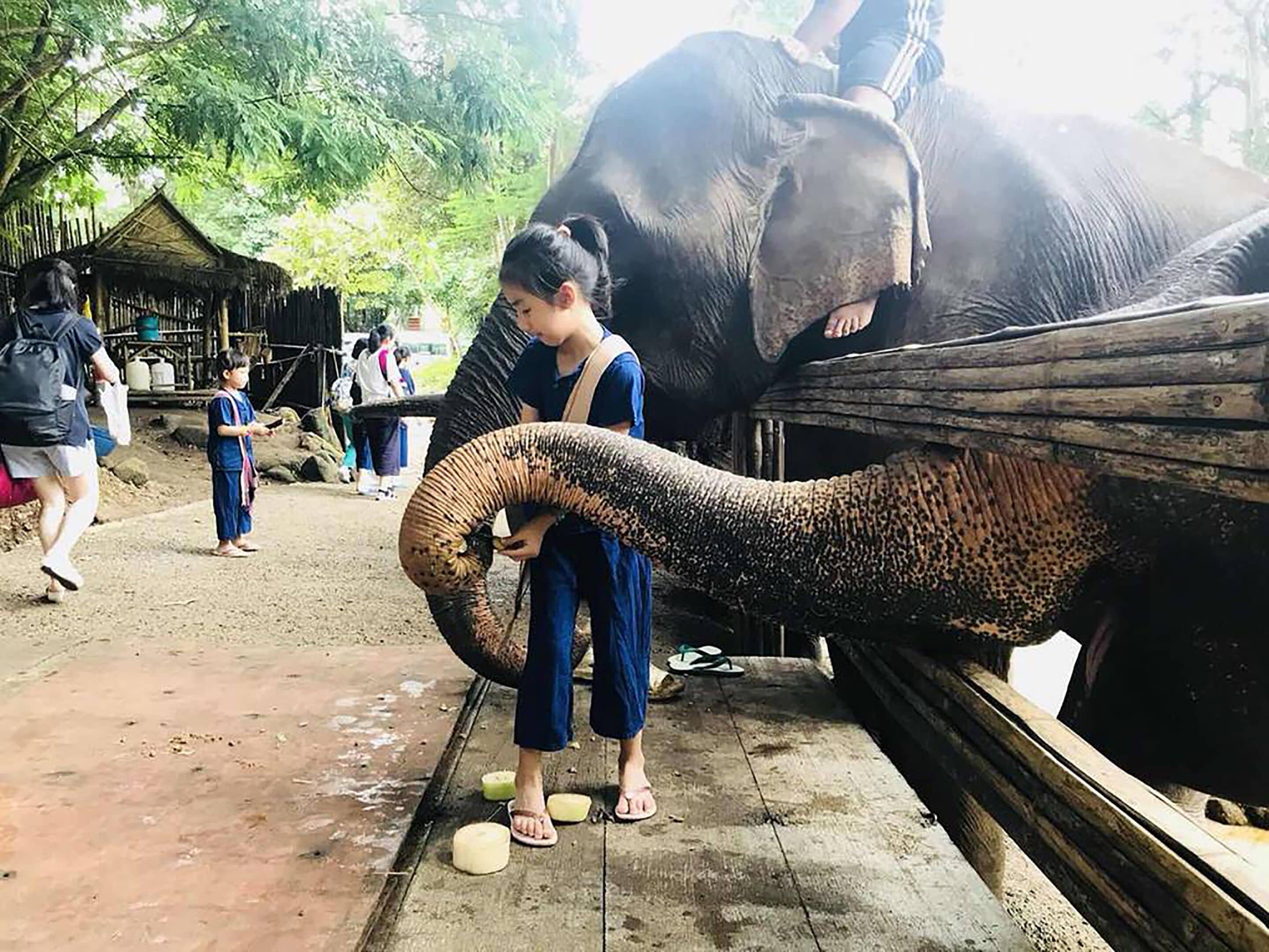 Una persona interactuando con un elefante en un entorno rural al aire libre.