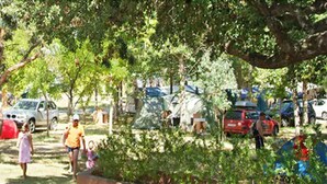 Un camping con tiendas de campaña, árboles y coches estacionados.