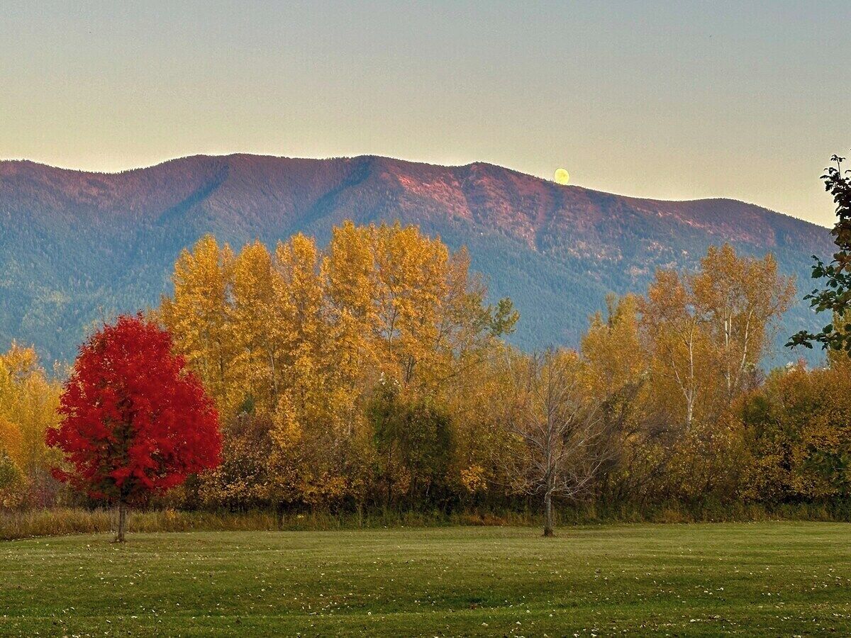 A grassy field with a prominent red tree in the foreground and a mountain range in the background.