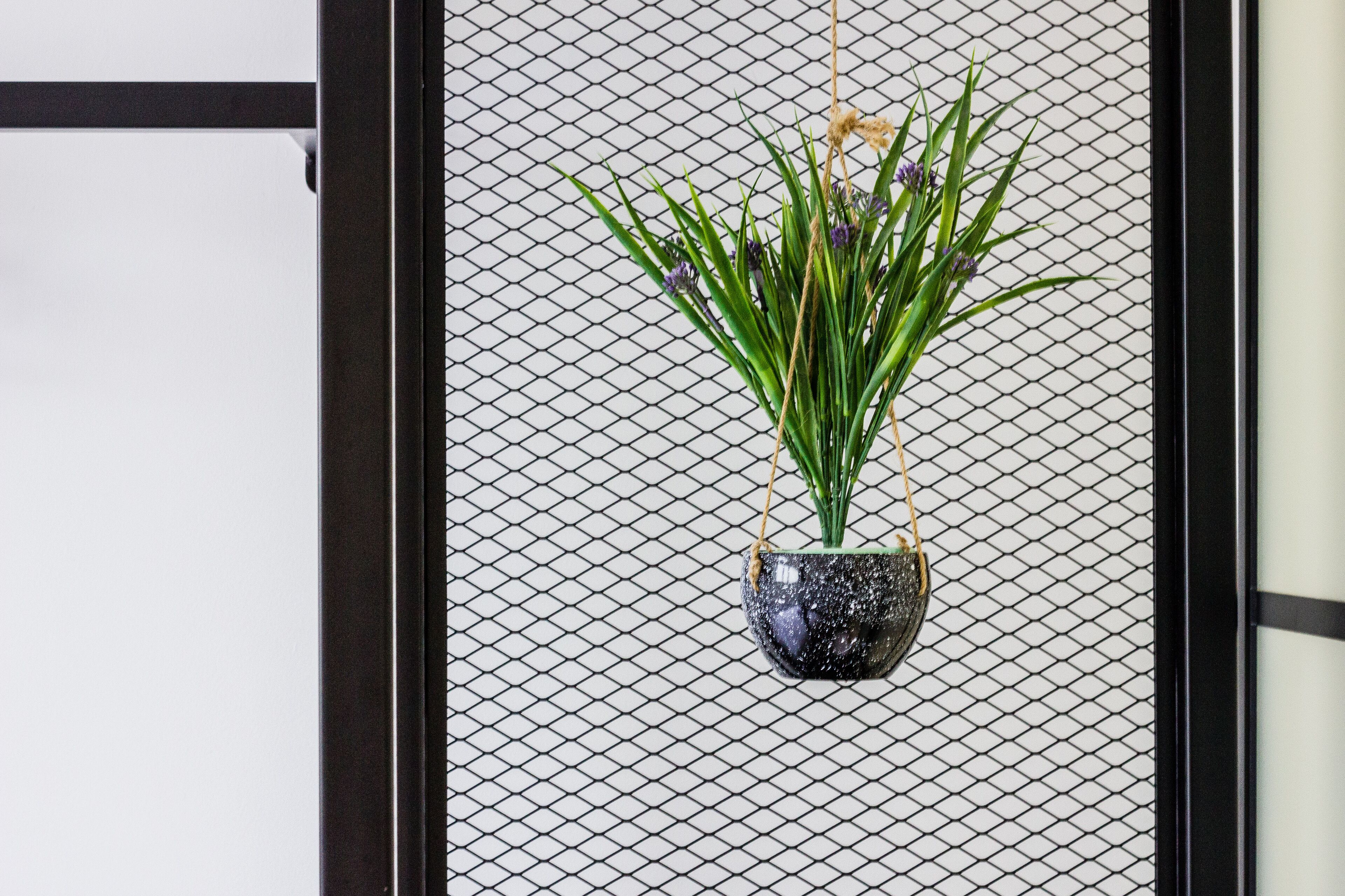 A hanging plant in a black pot with a textured surface, against a white mesh background.