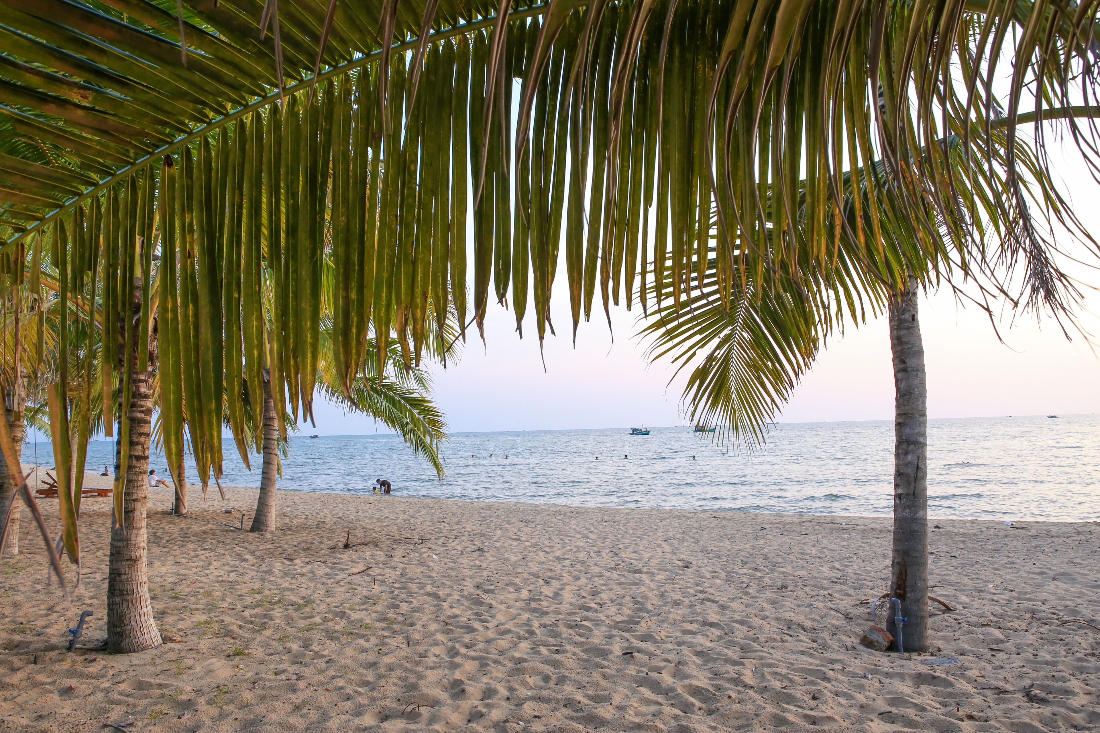A sandy beach with palm trees and a calm sea.
