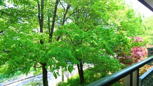 Vista desde un balcón sobre un paisaje verde y exuberante con árboles y una carretera.