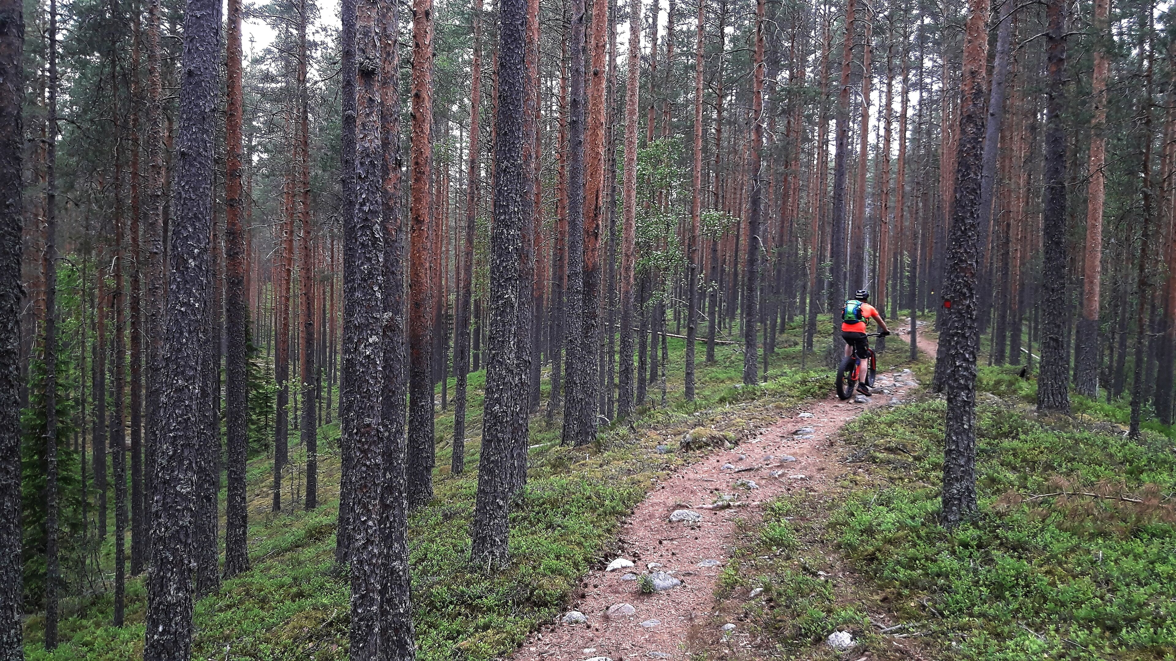 A forest trail with a single hiker in a backpack.