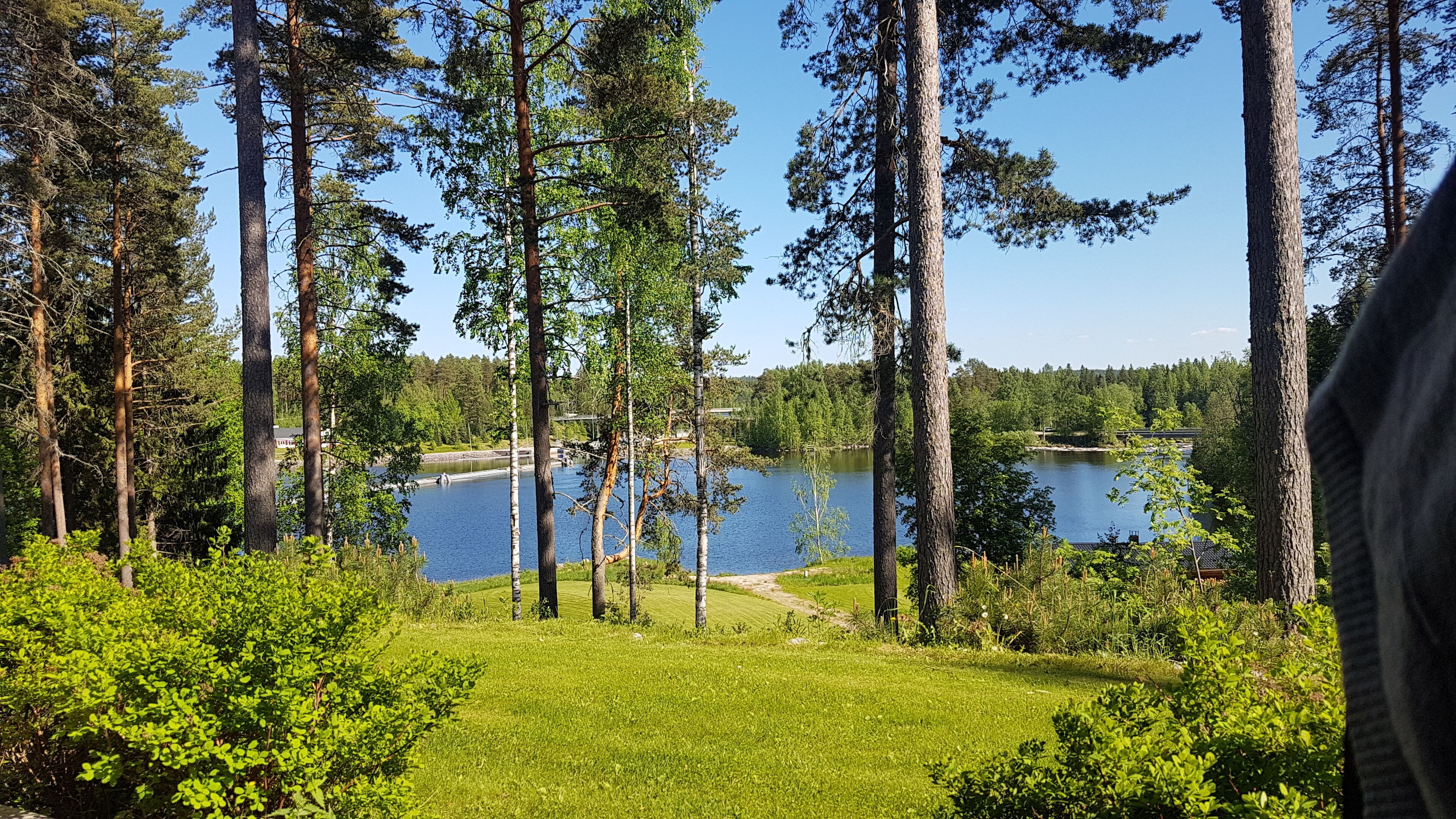 A lakeside view with tall trees and a clear sky.