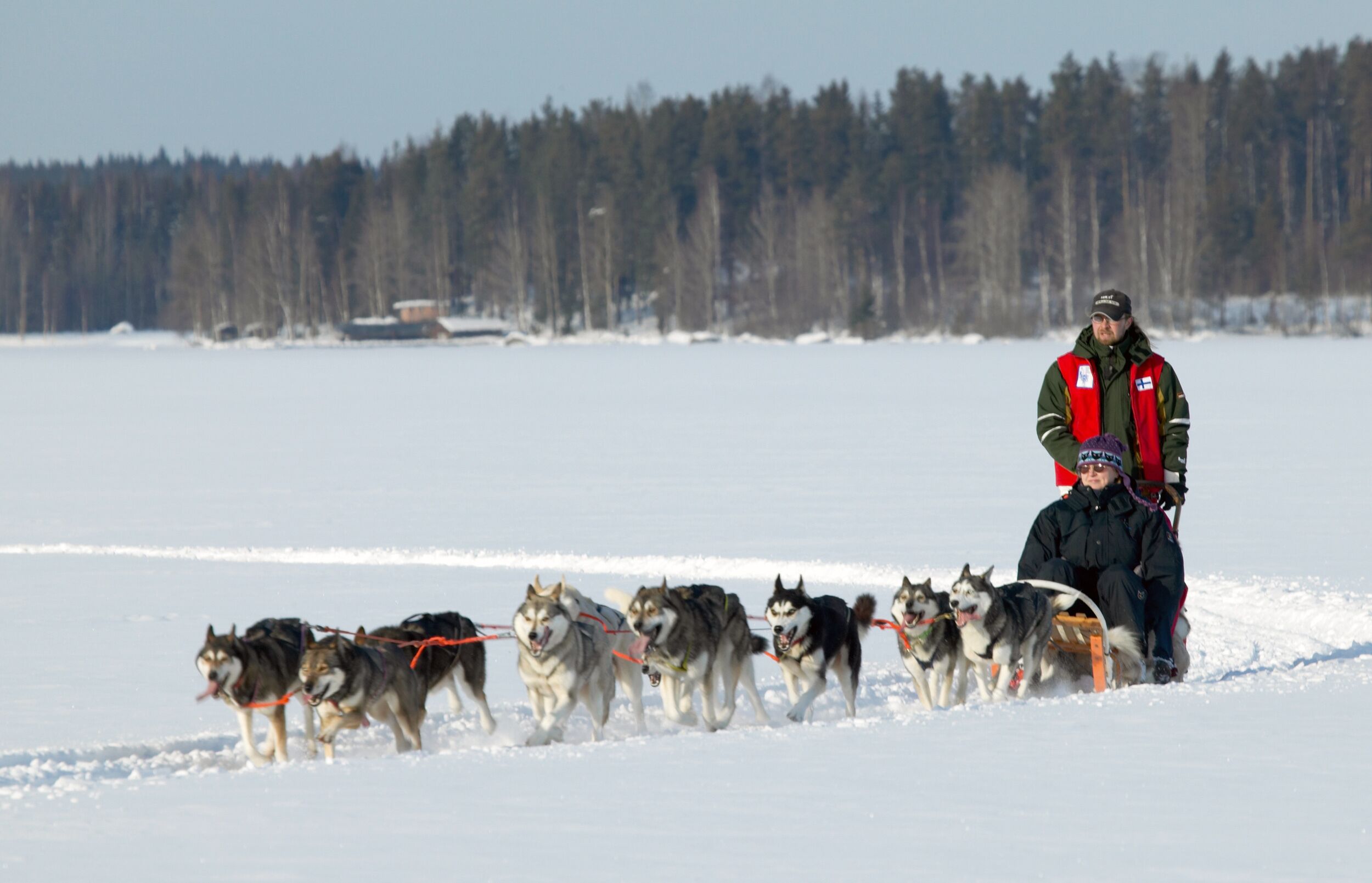 A person in a red and black jacket leading a team of sled dogs on a snowy path.
