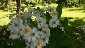 A garden with white flowers and a view of a lake and mountains in the background.