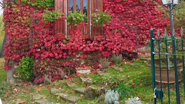 A rustic building with a wooden facade covered in red and green ivy, featuring a traditional wooden door and windows.