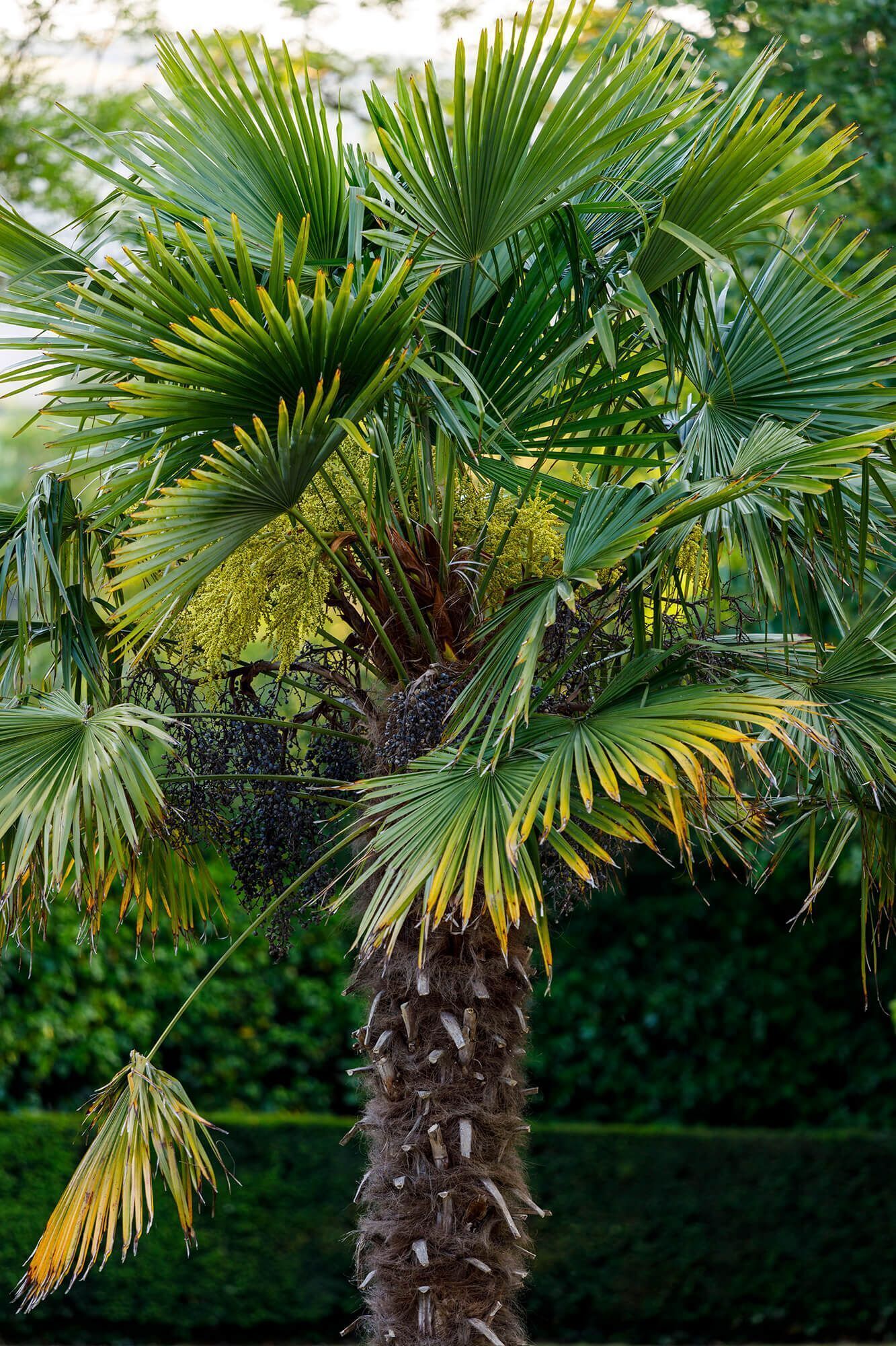 Una palma con fronde verdi e un grappolo di frutti neri.