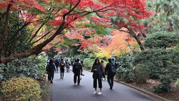A pathway lined with trees displaying autumn foliage.