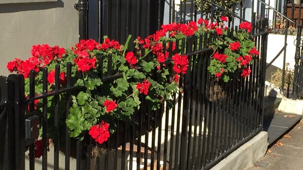 A black metal fence with red flowers climbing over it. - Below Deck by Pureserviced (Plymouth)