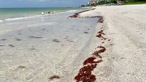 A beach with clear water, a visible red stain on the sand, and a distant building with palm trees. - Minutes to Vanderbilt beach-1/2 mile !! Heated Pool/Spa 2650 sq ft (Naples)