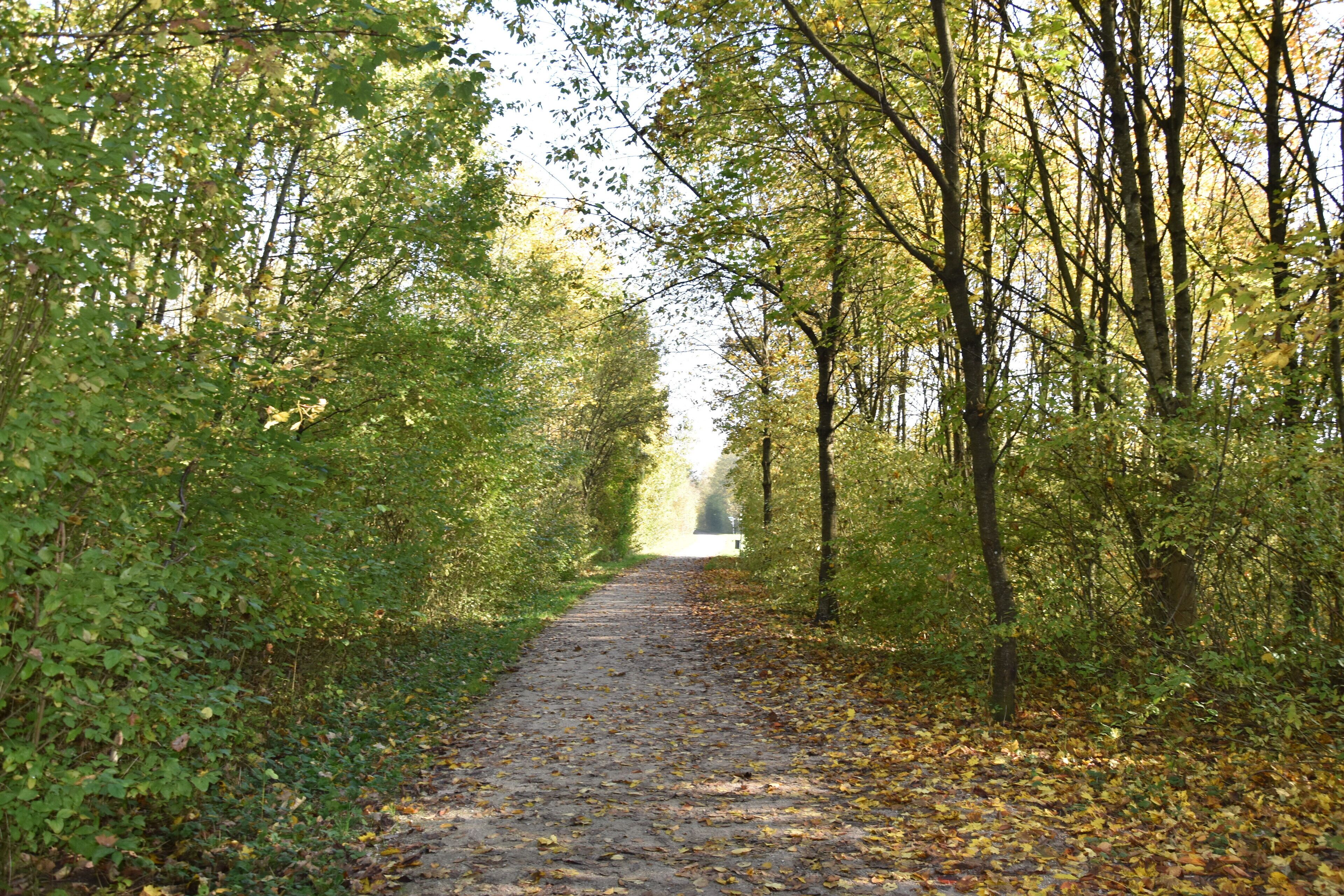 A paved path through a wooded area with trees on both sides.