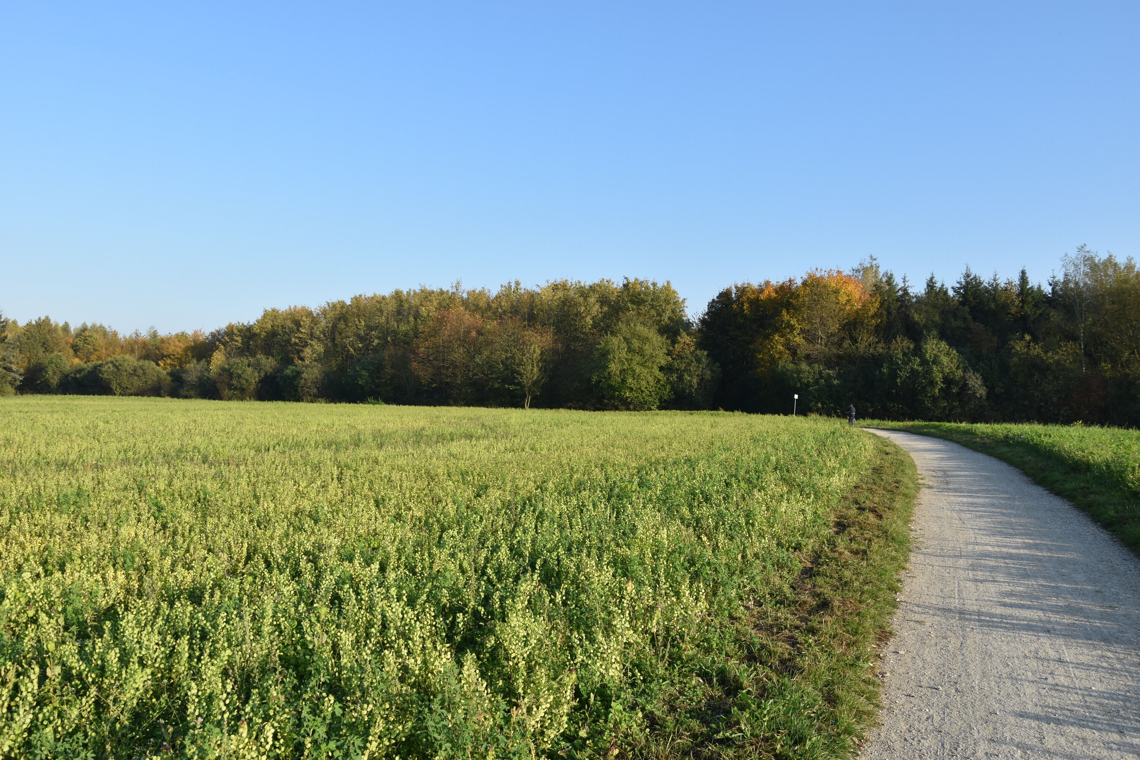 Ein gepflasterter Weg schlängelt sich durch ein Feld, im Hintergrund Bäume.