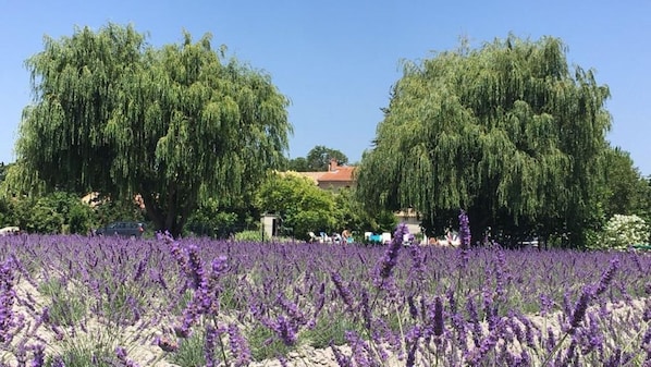 Overnatningsstedets område