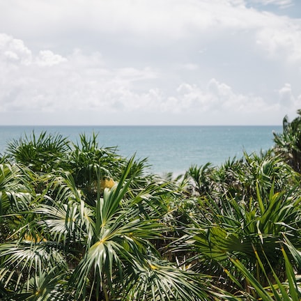 A tropical landscape with dense green foliage and a view of the ocean.