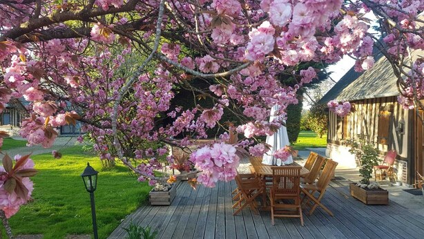 En træterrasse med et bord og stole, omgivet af blomstrende lyserøde træer.