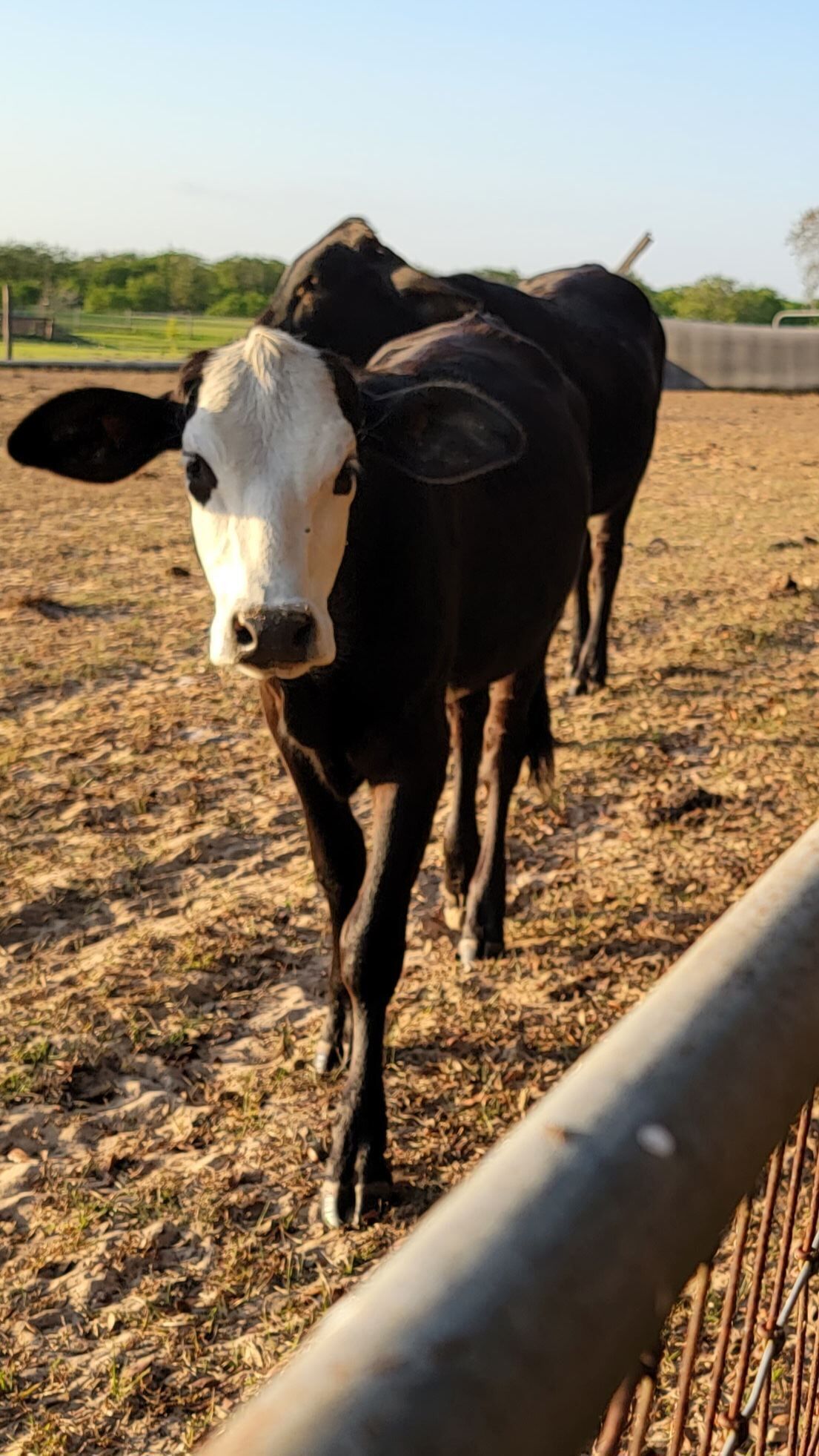 A cow standing in a fenced area with dry grass on the ground.