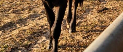 A cow standing in a fenced area with dry grass on the ground.