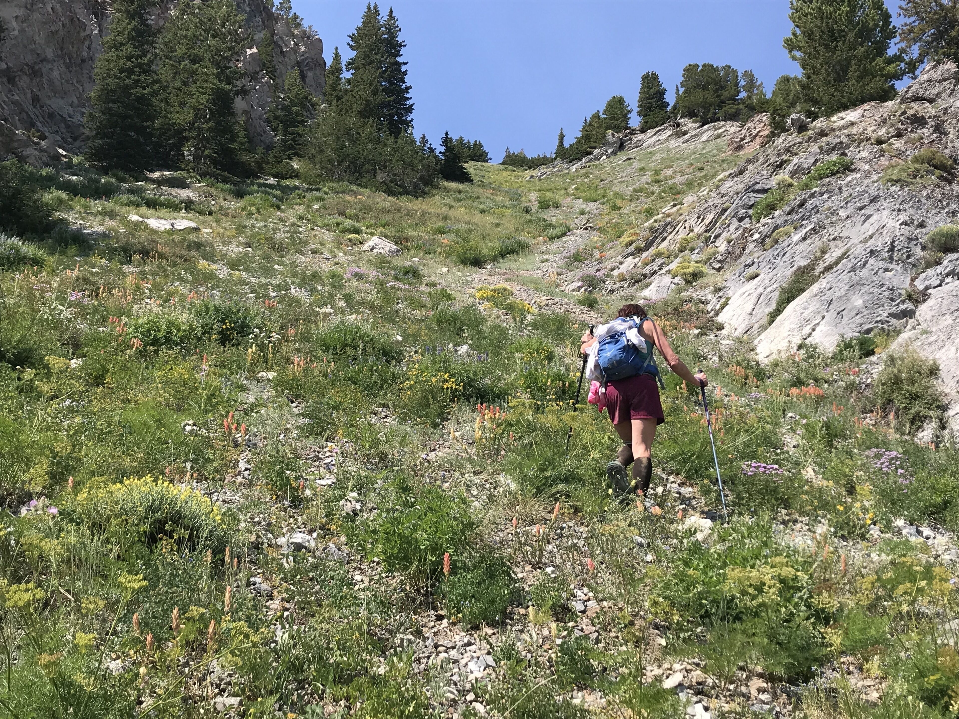 A hiker on a rocky trail with sparse vegetation and trees in the background.
