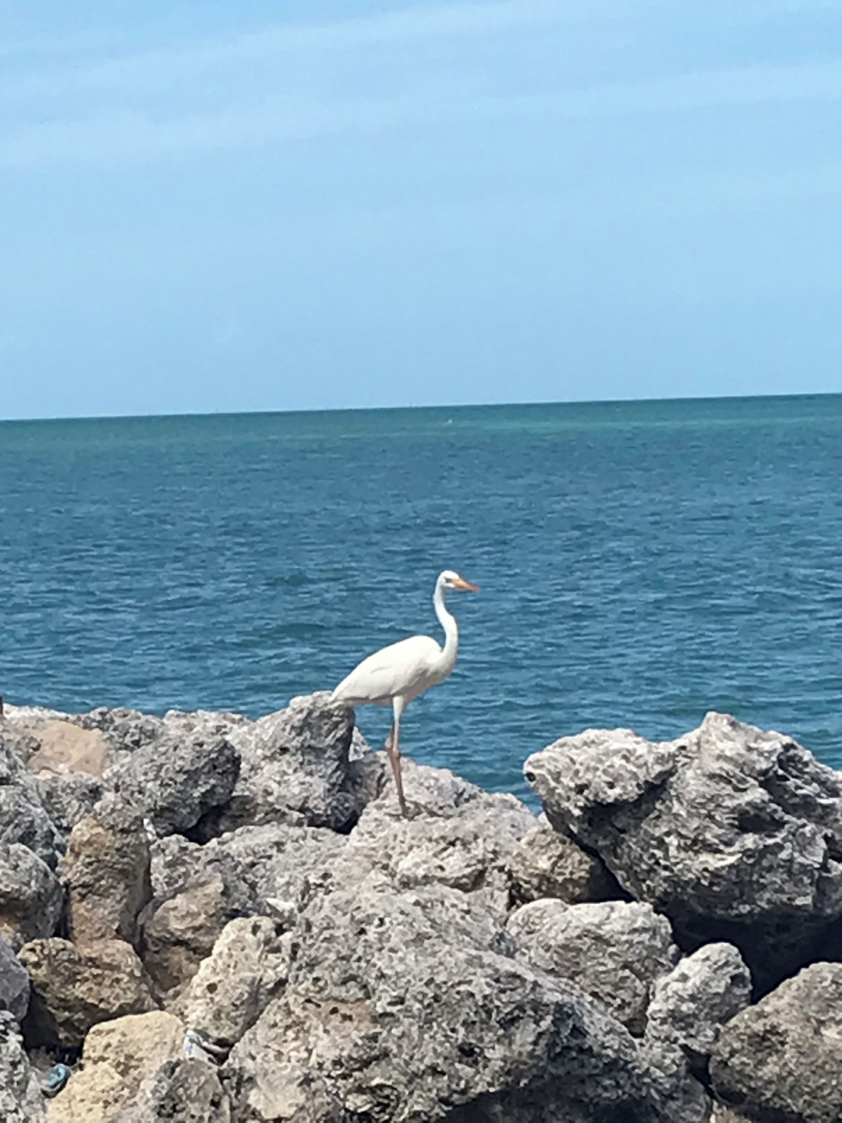 Ein weißer Vogel steht auf Felsen am Meer.
