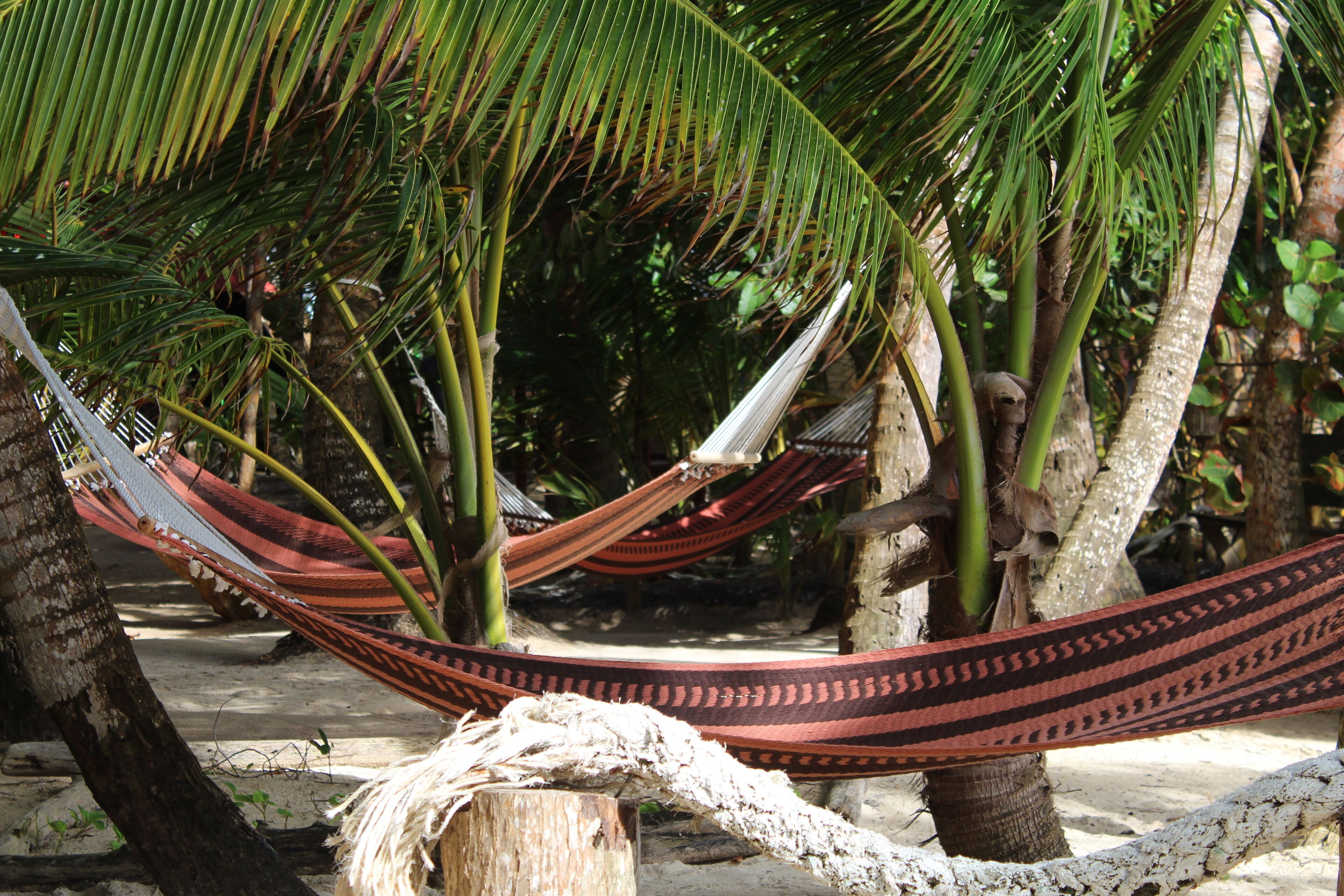 Un hamac tendu entre deux palmiers, dans un décor tropical.