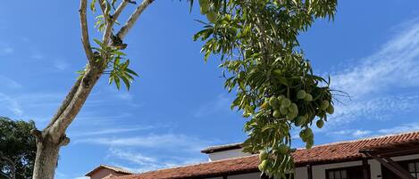 A pool area with a tiled deck, a building with a tiled roof, and a tree with green leaves.