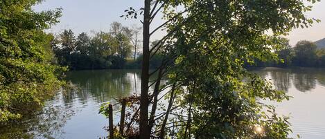 A calm river with dense foliage on both sides.