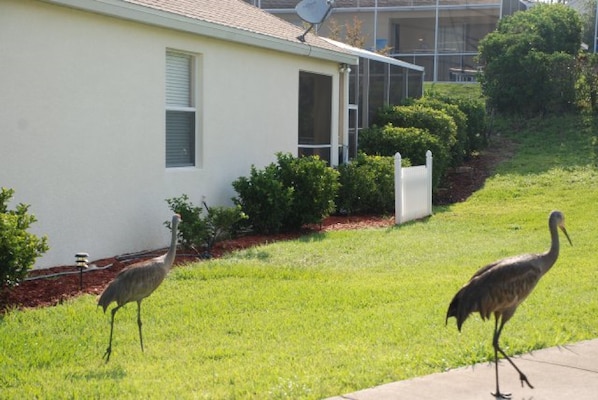 A house with a white exterior, a satellite dish, and a lawn with two birds.