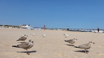 Beach nearby, sun loungers