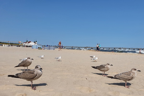 Beach nearby, sun loungers