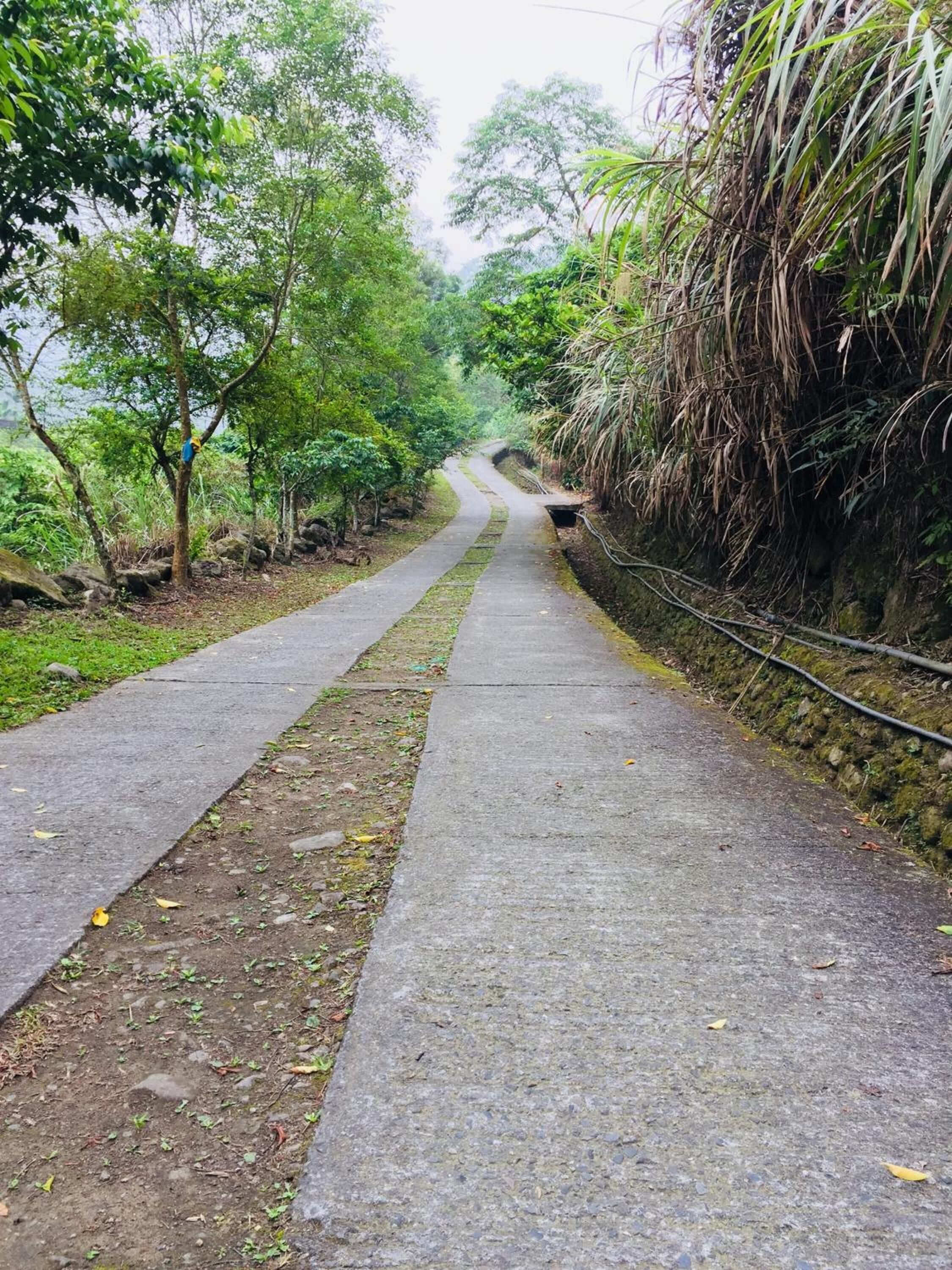 Un chemin en béton bordé d’une végétation luxuriante et, d’un côté, d’une zone dense et envahie par la végétation.