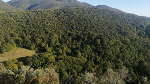Eine gebirgige Landschaft mit dichtem Wald.