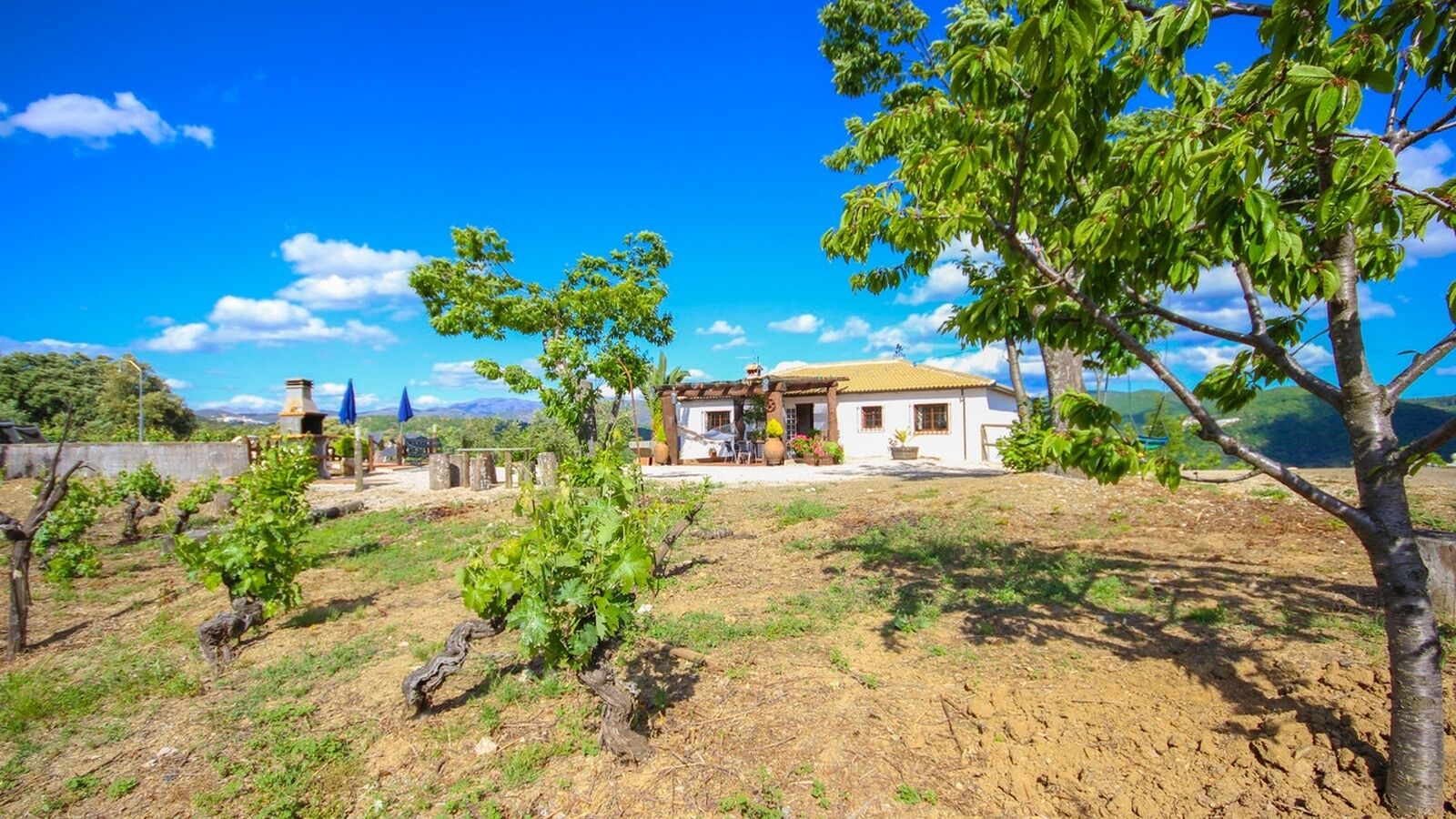 Un vignoble avec un bâtiment blanc, un arbre et un ciel bleu dégagé.