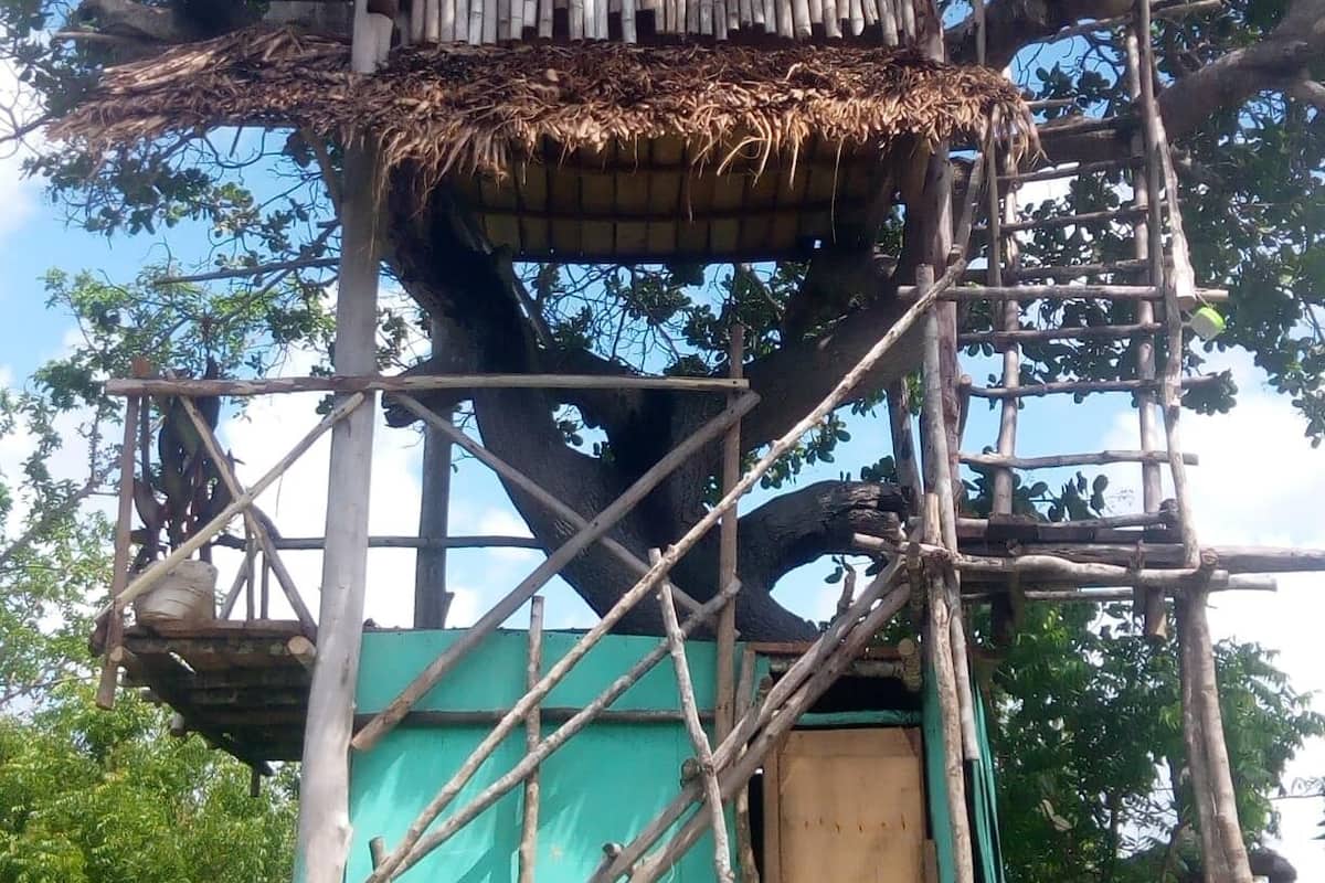 A treehouse with a thatched roof and a wooden platform.