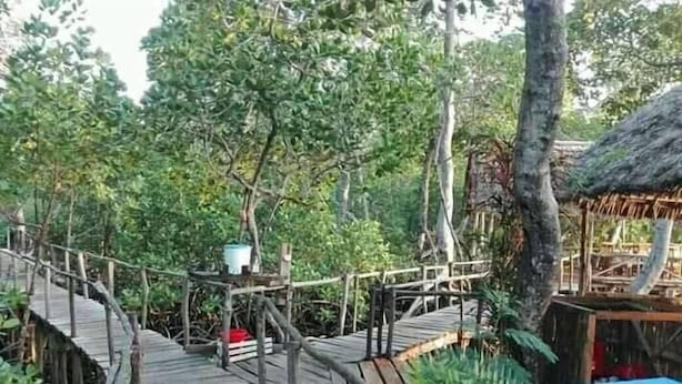 A wooden bridge leading to a thatched-roof structure surrounded by lush greenery. - Mida Creek Nature Camp (Watamu)