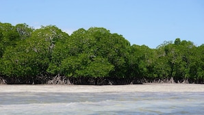 A coastal area with dense mangrove trees and a sandy beach. - Mida Creek Nature Camp (Watamu)