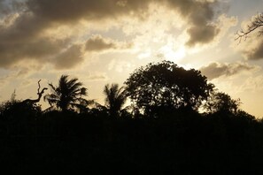 A silhouette of a tree and palm trees against a cloudy sky. - Mida Creek Nature Camp (Watamu)