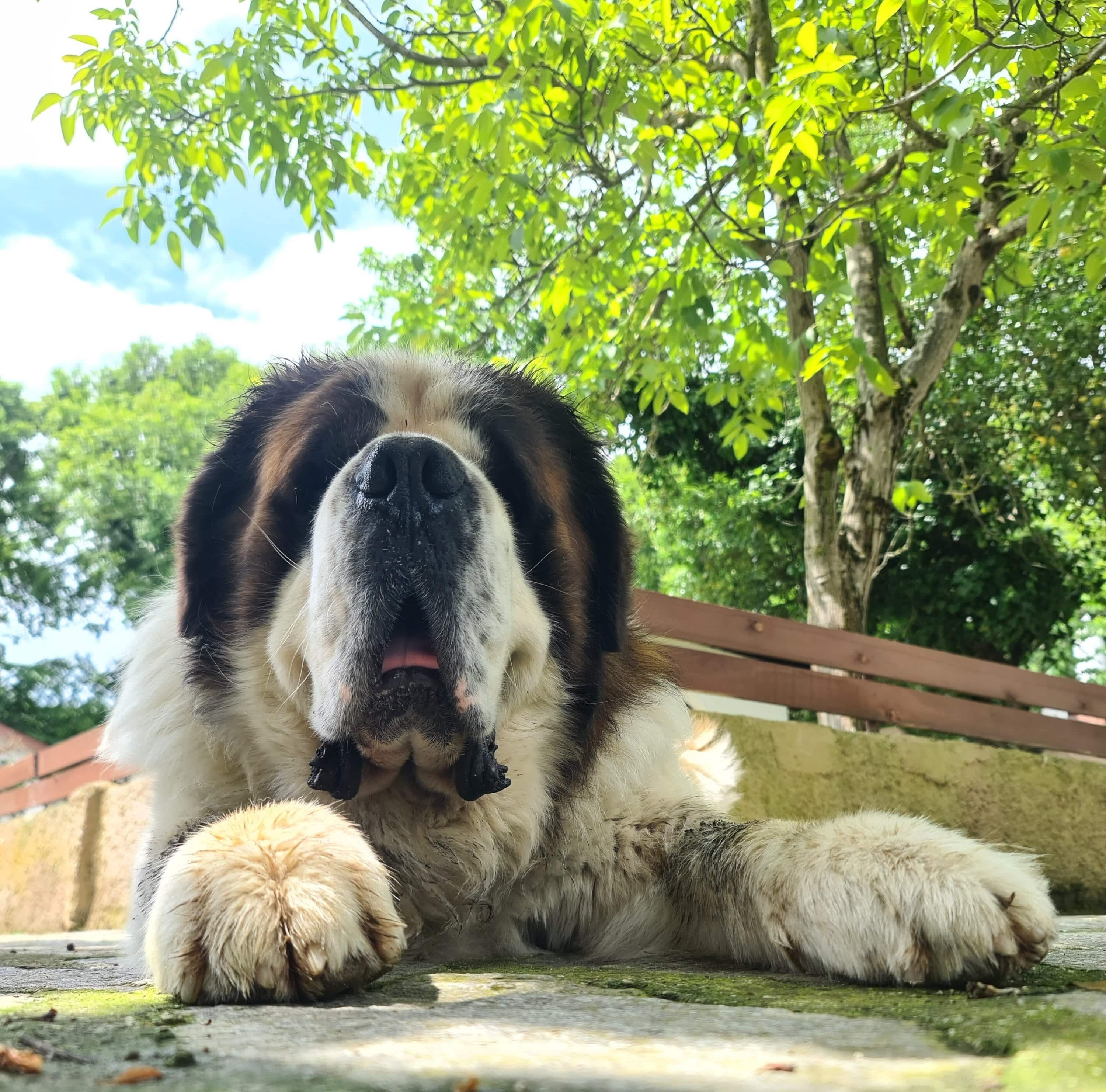 A large dog lying on a concrete surface with a tree and a wooden fence in the background.