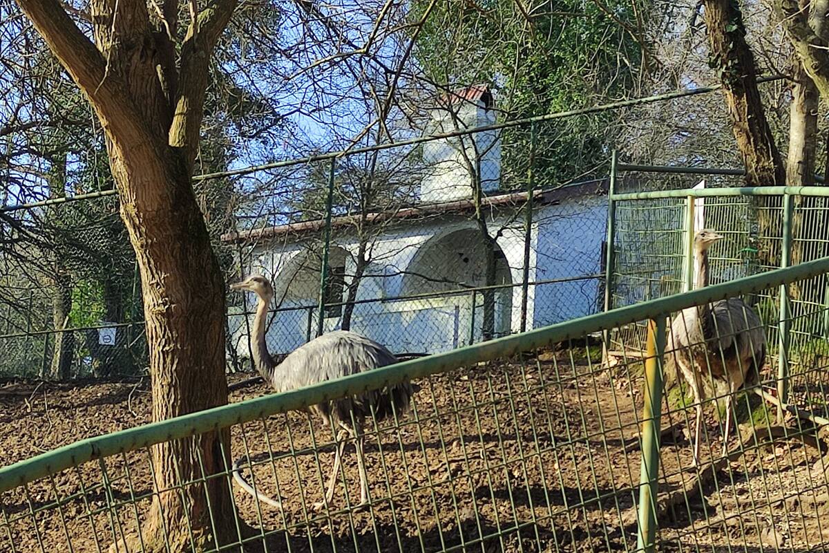 An enclosure with two ostriches, a metal fence, and a tree.