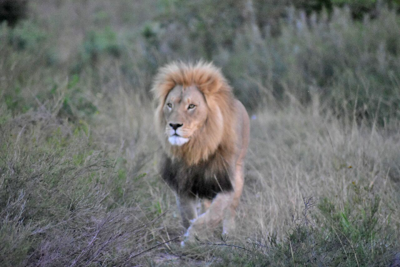 A lion walking through a grassy field.